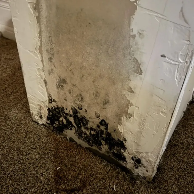 Professional Mold Removal in Andrews, TX